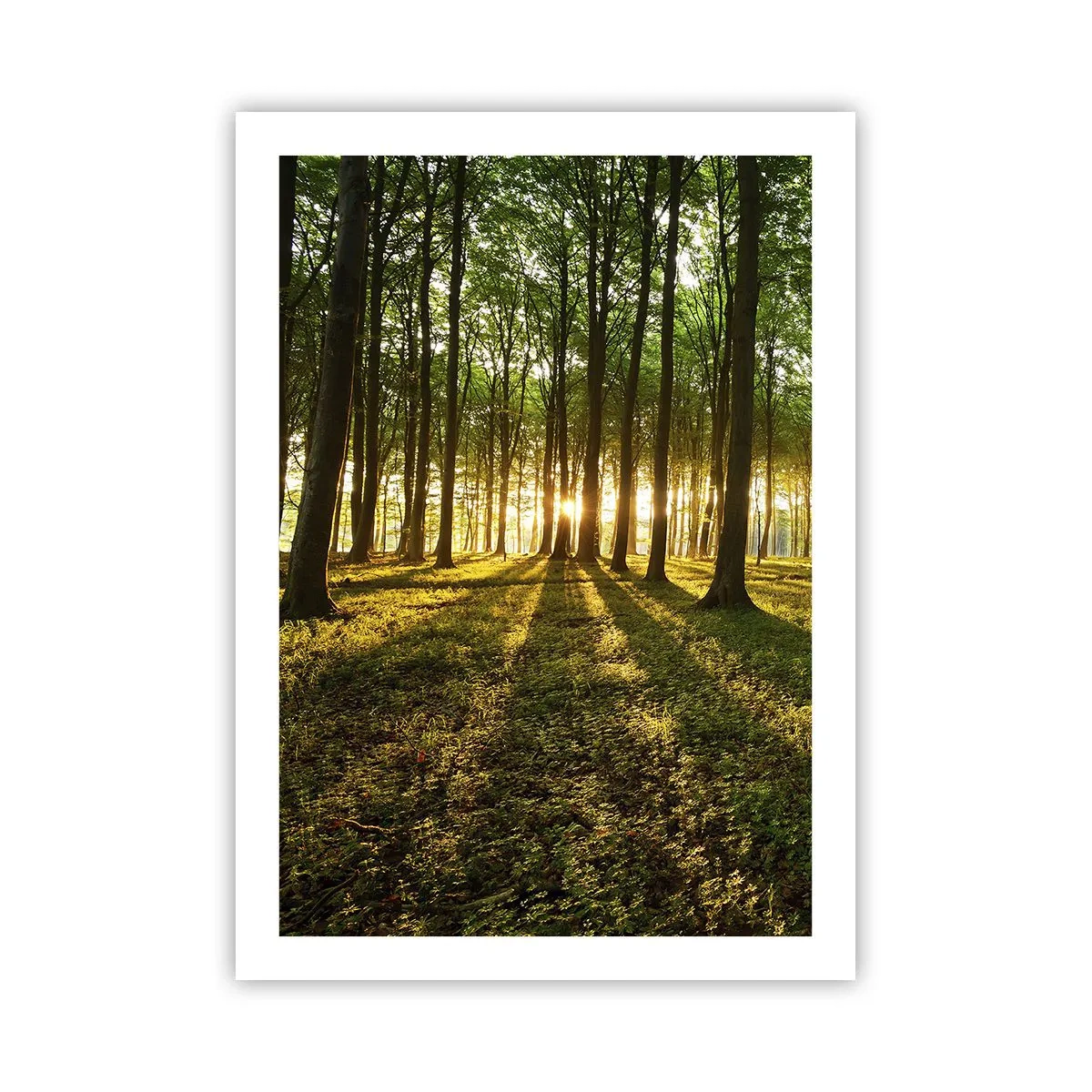 Poster - Una foresta illuminata dai raggi del sole al tramonto - 50x70cm - La foto di ogni primavera - Decorazione murale moderna per soggiorno e camera da letto ARTTOR