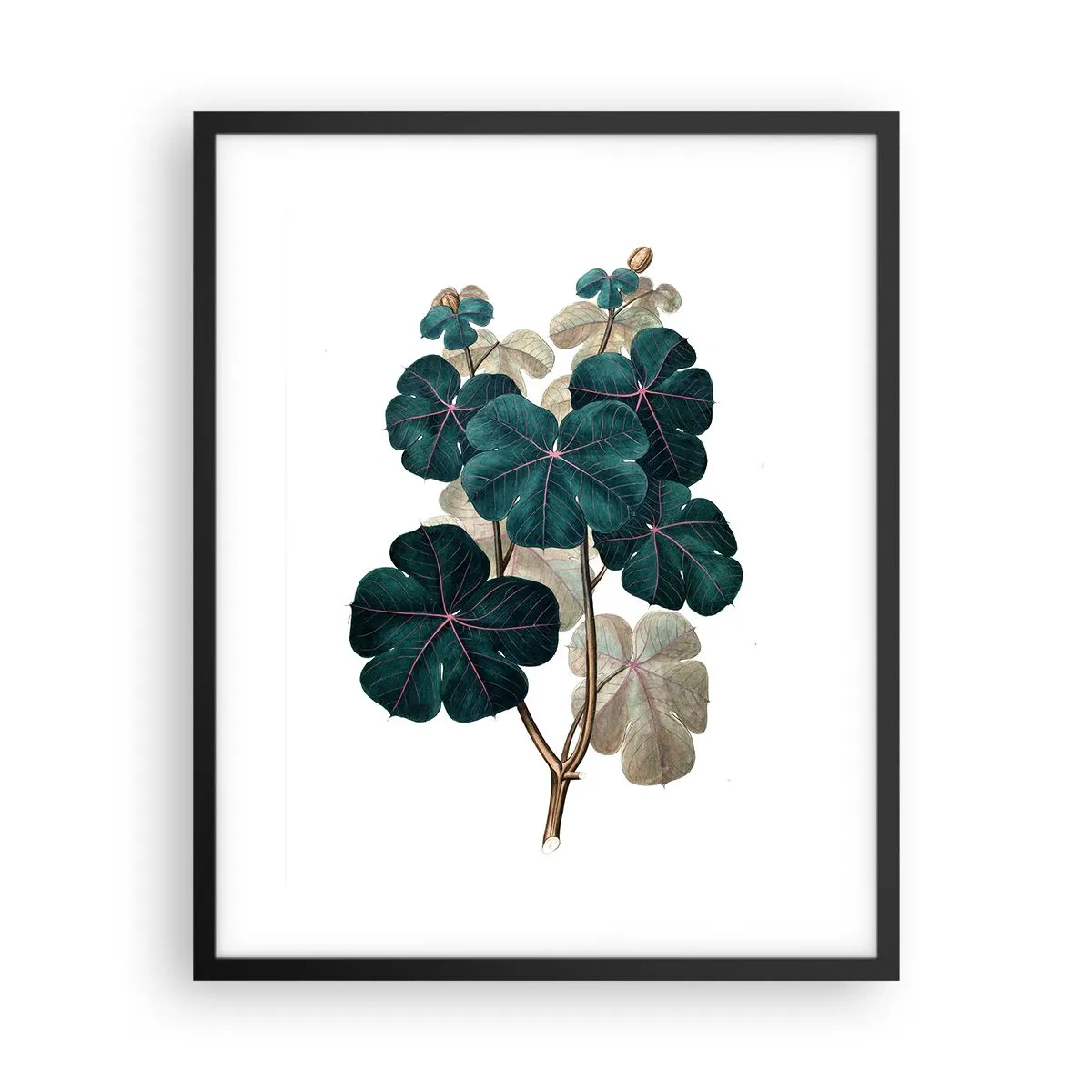 Poster in cornice nera - Dal vecchio erbario - 40x50 cm