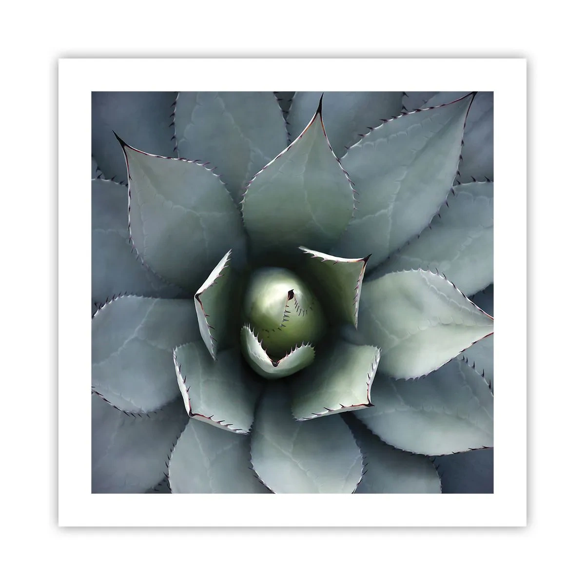 Poster - Adesca e minaccia - 50x50 cm