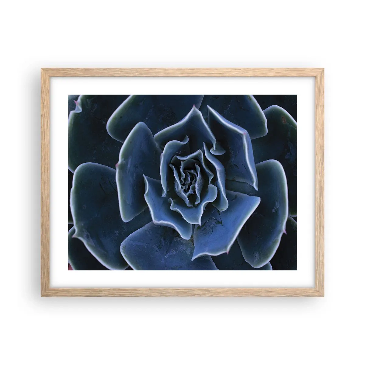 Poster in cornice rovere chiaro - Fiore del deserto - 50x40 cm