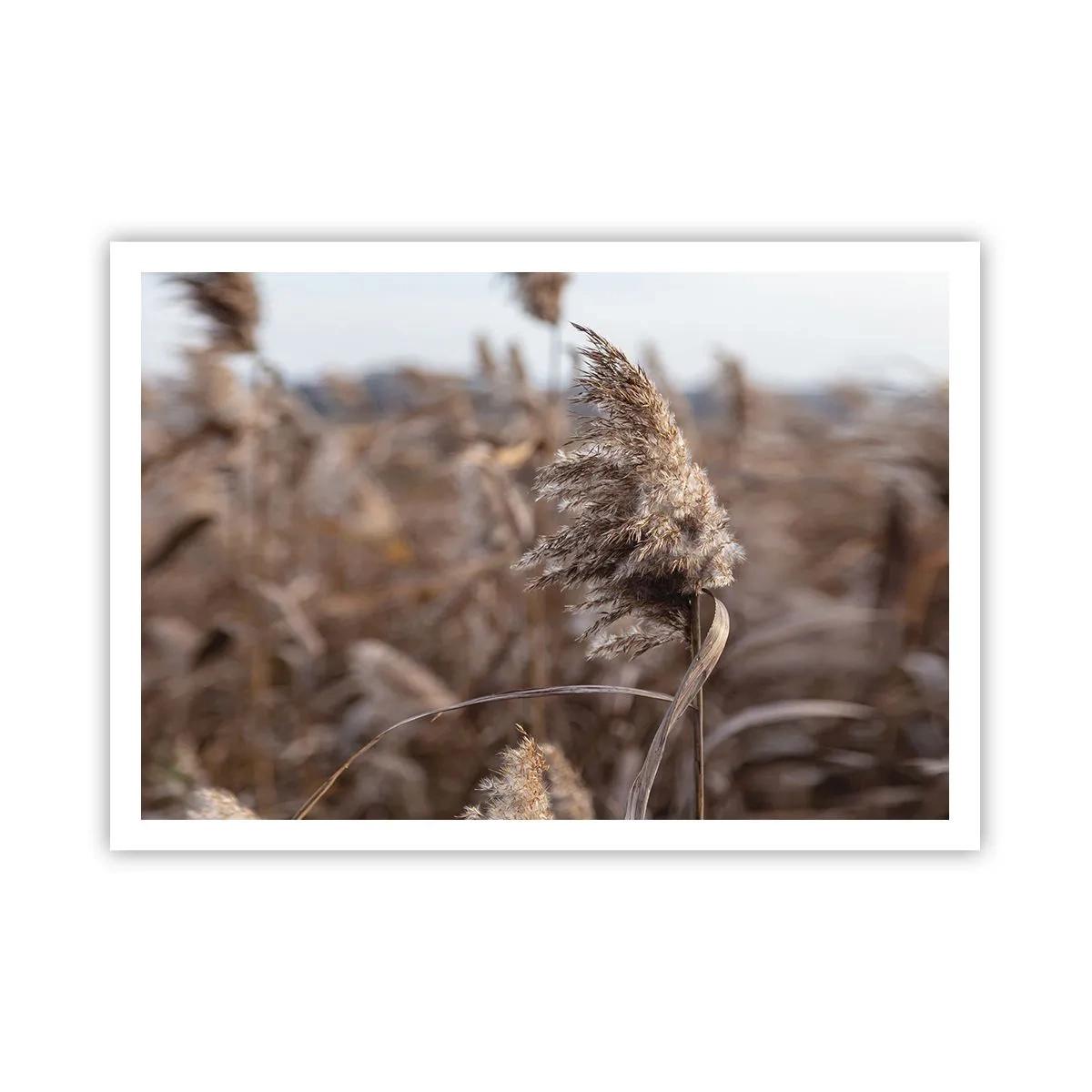 Poster - Delicate erbe nelle tonalità del beige sullo sfondo della natura - 100x70cm - è tempo di volare col vento - Decorazione murale moderna per soggiorno e camera da letto ARTTOR