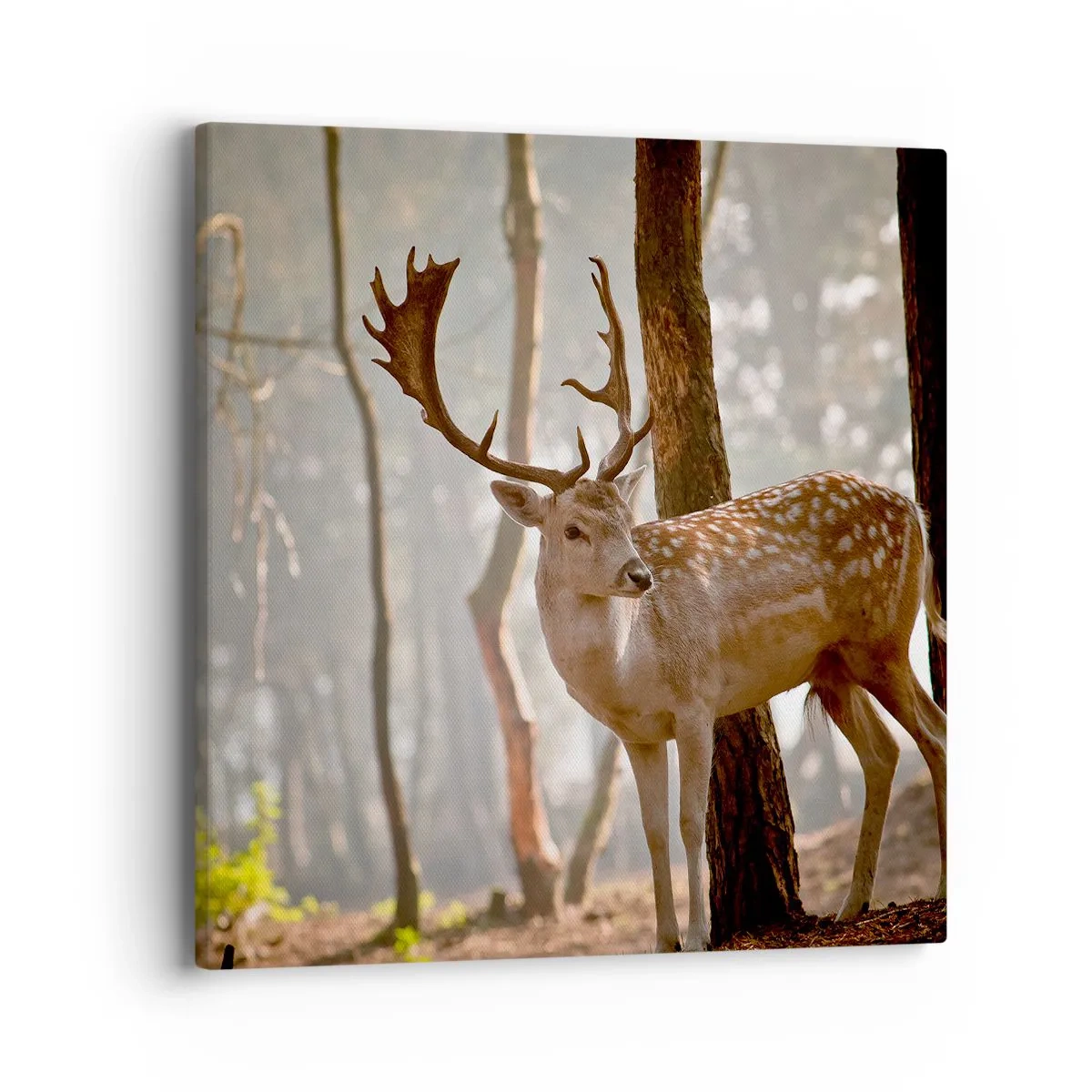 Quadro su tela - Stampe su Tela - La luce della giovinezza - 40x40 cm