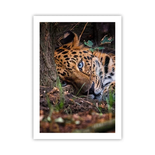 Poster - Un leopardo sdraiato con intensi occhi blu - 50x70cm - Fidati di me - Decorazione murale moderna per soggiorno e camera da letto ARTTOR