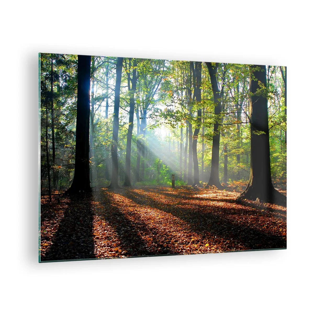 Quadro su vetro - Una foresta sotto i raggi del sole in uno scenario autunnale - 70x50cm - Luci e ombre - Decorazione murale moderna per soggiorno e camera da letto ARTTOR