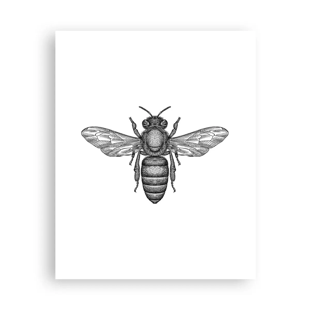 Poster - Ritratto d'insetto - 40x50 cm