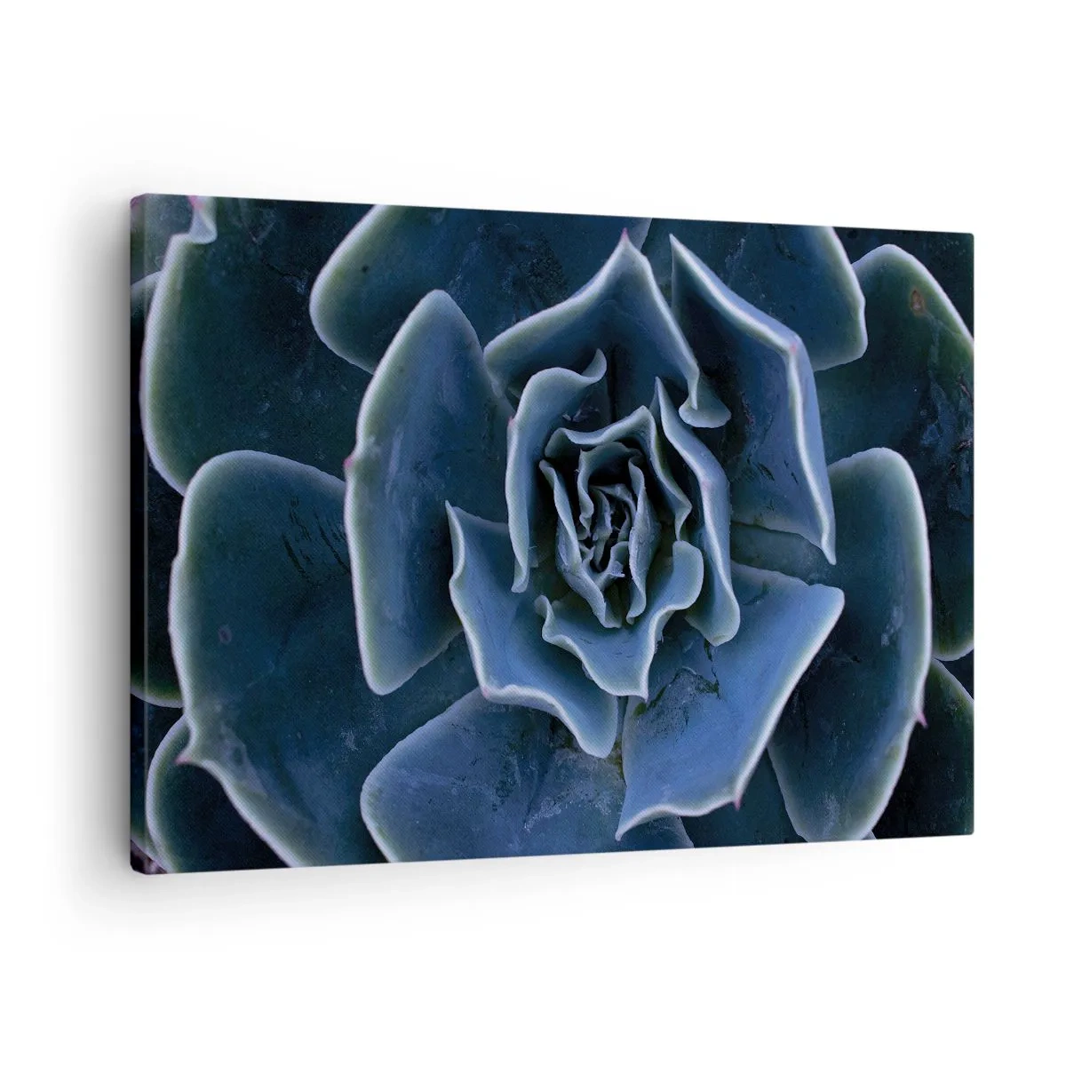 Quadro su tela - Stampe su Tela - Fiore del deserto - 70x50 cm