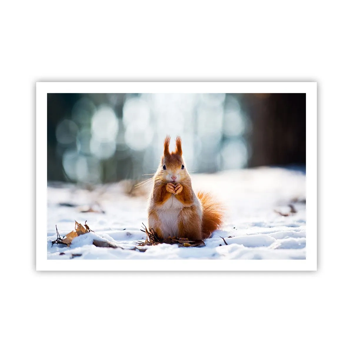 Poster - Che cosa guardi? - 91x61 cm