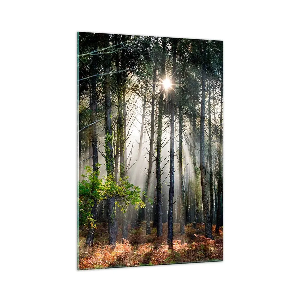 Quadro su vetro - Zona boschiva - 70x100 cm