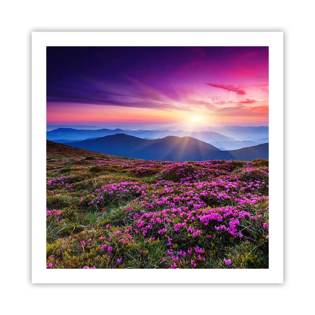 Poster - Il profumo dei fiori freschi del campo - 60x60 cm