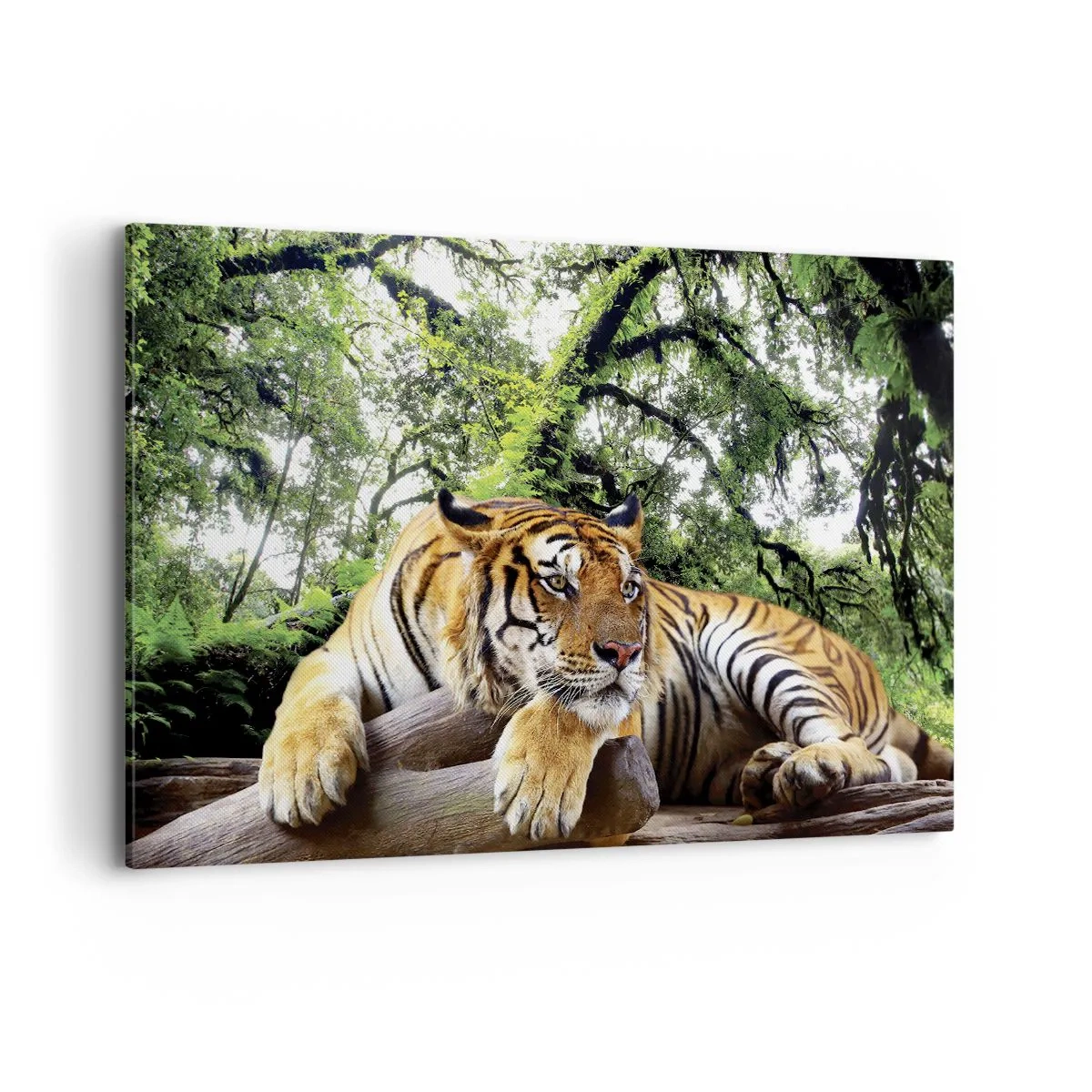 Quadro su tela - Stampe su Tela - Una tigre che riposa in una foresta tropicale - 120x80cm - Con espressioni di stima - Decorazione murale moderna per soggiorno e camera da letto ARTTOR