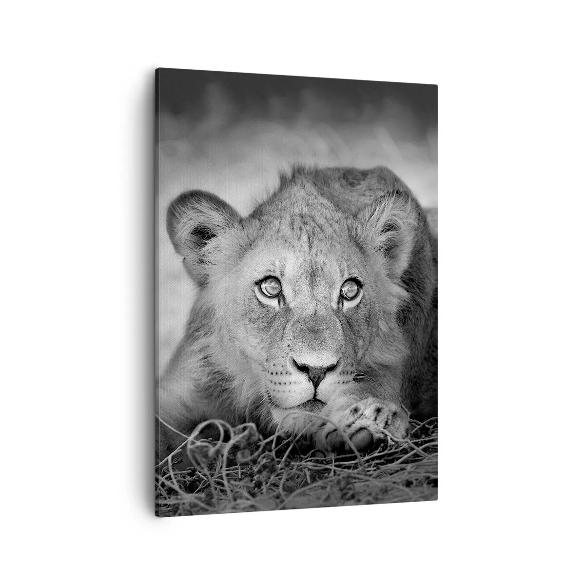 Quadro su tela - Stampe su Tela - Ritratto monocromatico di un giovane leone sdraiato - 50x70cm - Cucciolo reale - Decorazione murale moderna per soggiorno e camera da letto ARTTOR