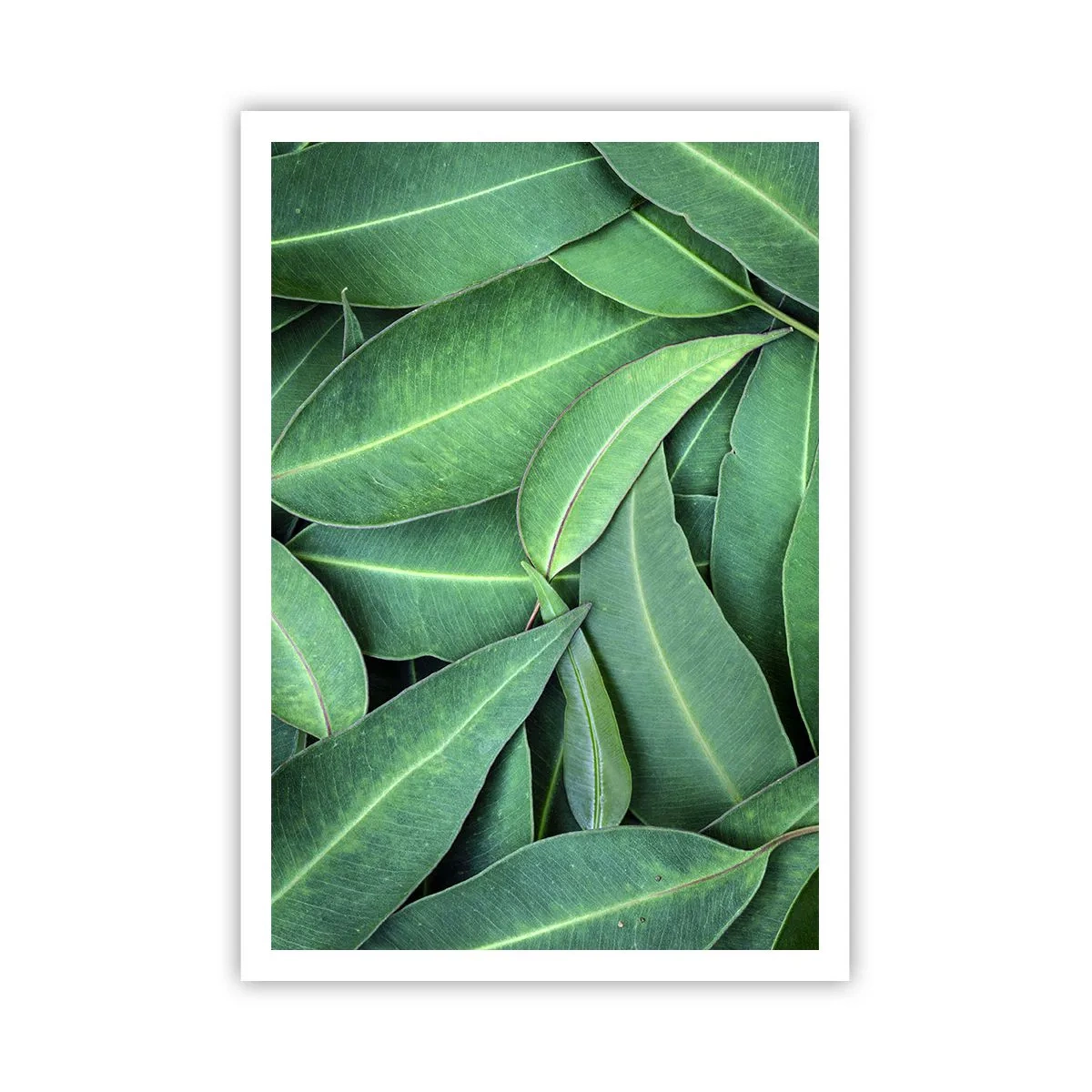 Poster - Succosi e freschi - 70x100 cm
