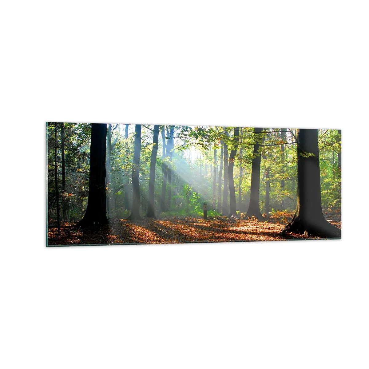 Quadro su vetro - Una radura della foresta illuminata dai raggi del sole - 140x50cm - Luci e ombre - Decorazione murale moderna per soggiorno e camera da letto ARTTOR