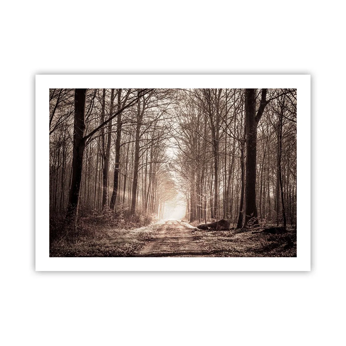 Poster - La cattedrale del bosco - 70x50 cm