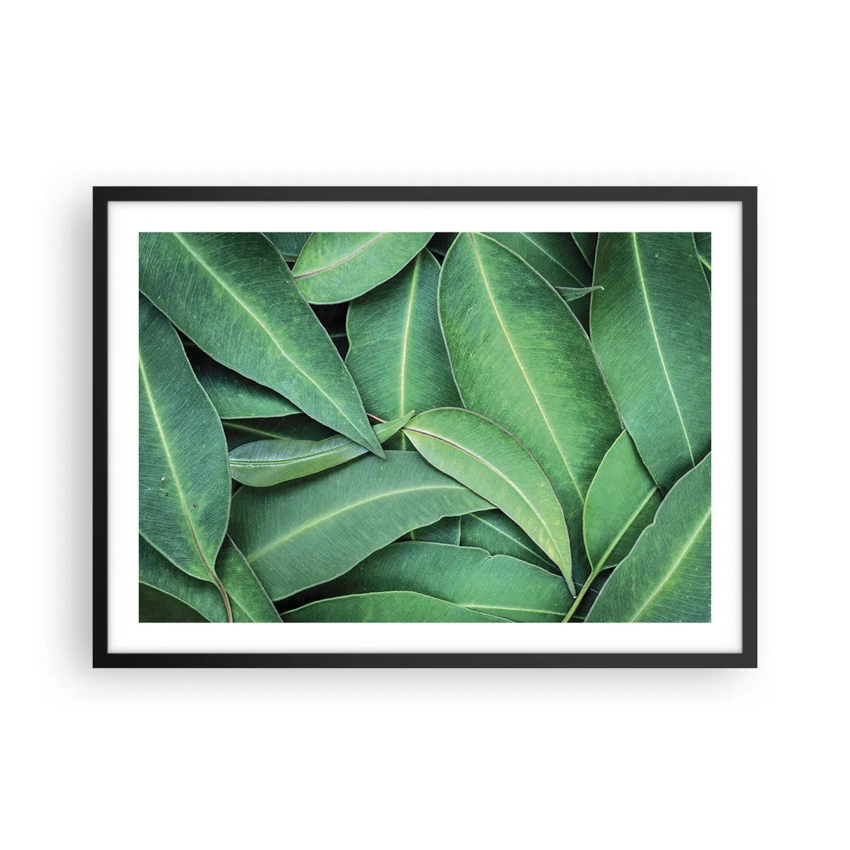 Poster in cornice nera - Primo piano di foglie verdi che creano un motivo naturale - 70x50cm - Succosi e freschi - Decorazione murale moderna per soggiorno e camera da letto ARTTOR
