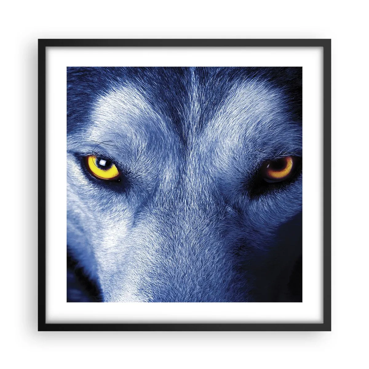 Poster in cornice nera - Sguardo ipnotico - 50x50 cm