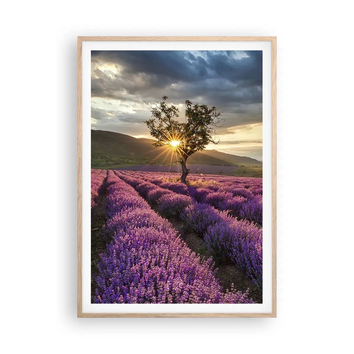 Poster in cornice rovere chiaro - Aroma di colore lilla - 70x100 cm