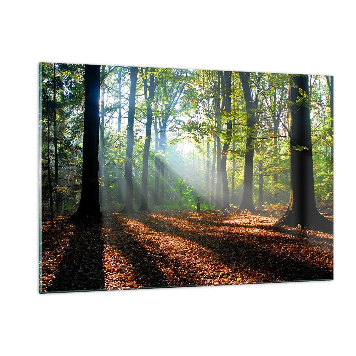 Quadro su vetro - Una foresta sotto i raggi del sole in uno scenario autunnale - 120x80cm - Luci e ombre - Decorazione murale moderna per soggiorno e camera da letto ARTTOR
