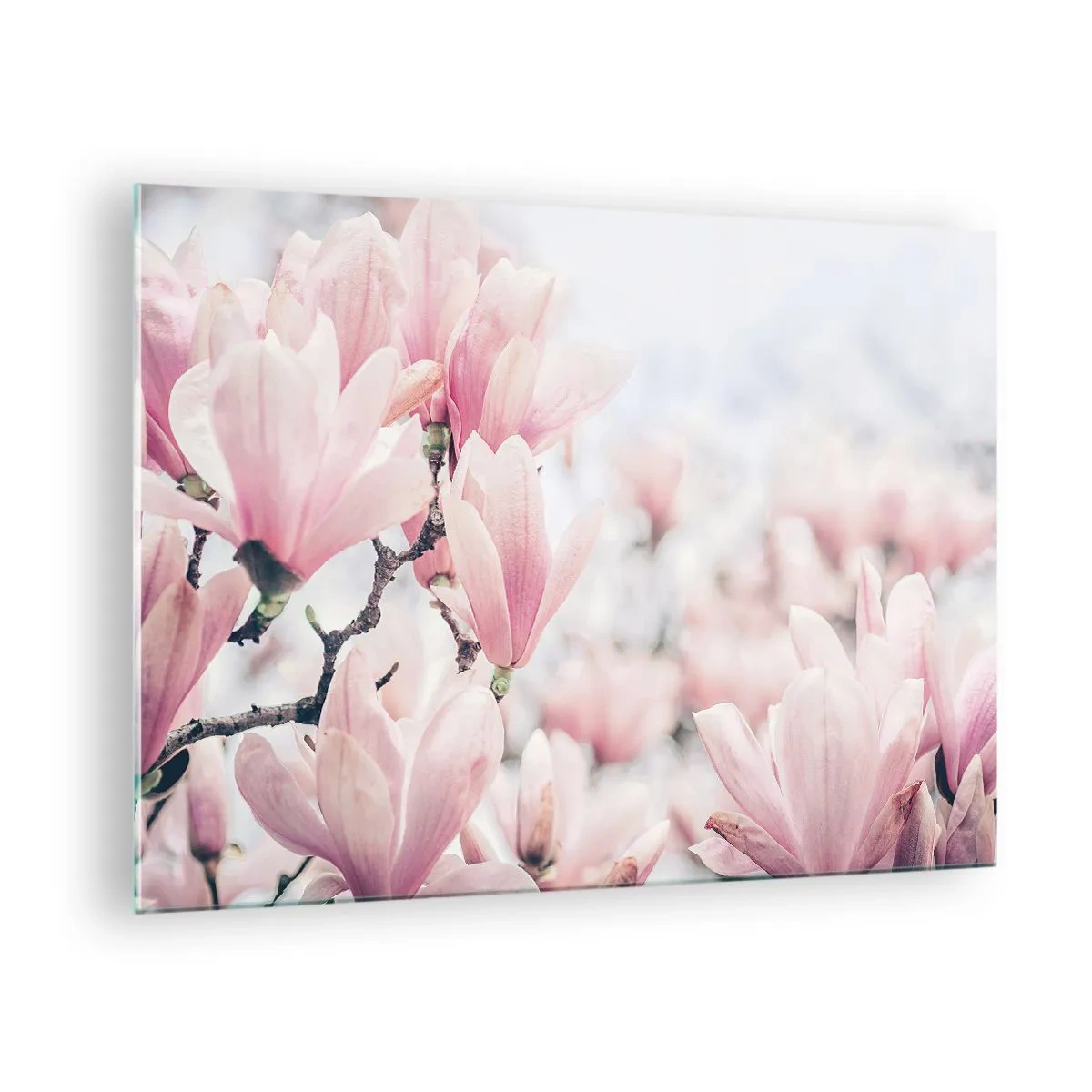Quadro su vetro - Delicate magnolie rosa su sfondo chiaro - 70x50cm - Ideale di delicatezza - Decorazione murale moderna per soggiorno e camera da letto ARTTOR