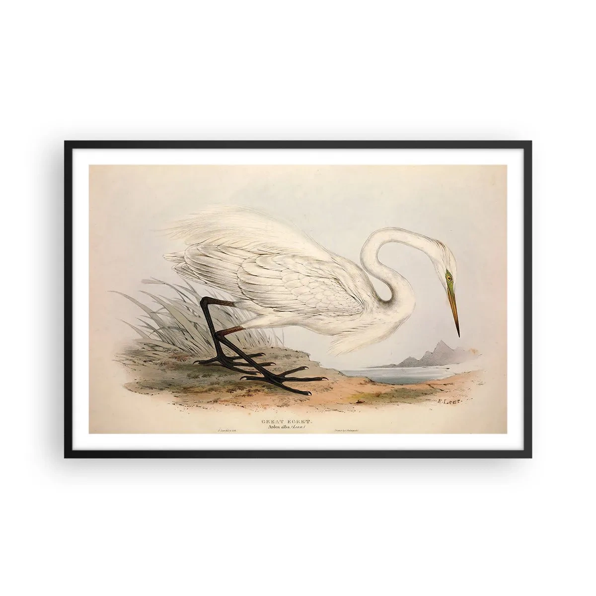 Poster in cornice nera - La signora nel canneto - 91x61 cm