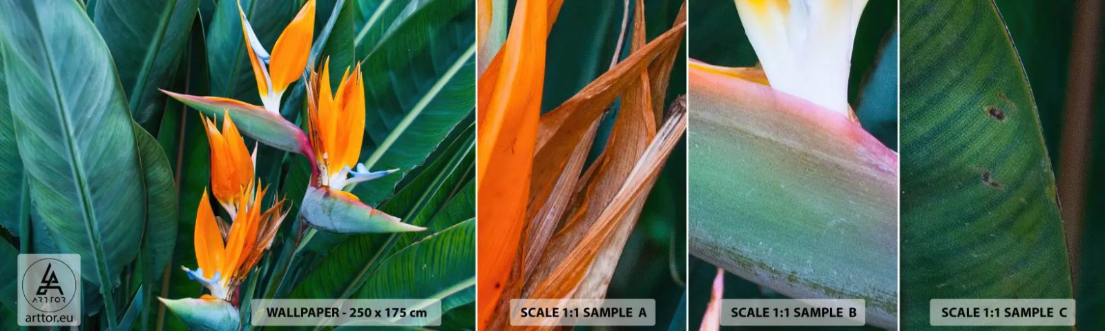 Campione di Fotomurale Adesivo Deluxe Sticker - È un fiore o un uccello? - Strelitzia Reale, Fiore, Africa - 100x30 cm