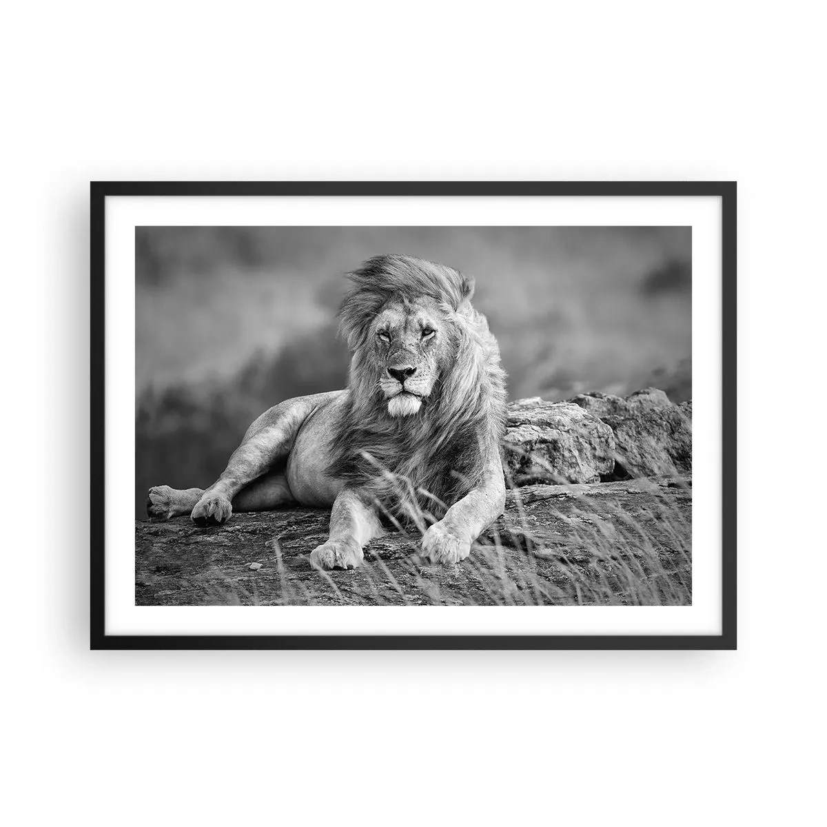 Poster in cornice nera - Leone appoggiato su una roccia in stile monocromatico - 70x50cm - La siesta del re - Decorazione murale moderna per soggiorno e camera da letto ARTTOR
