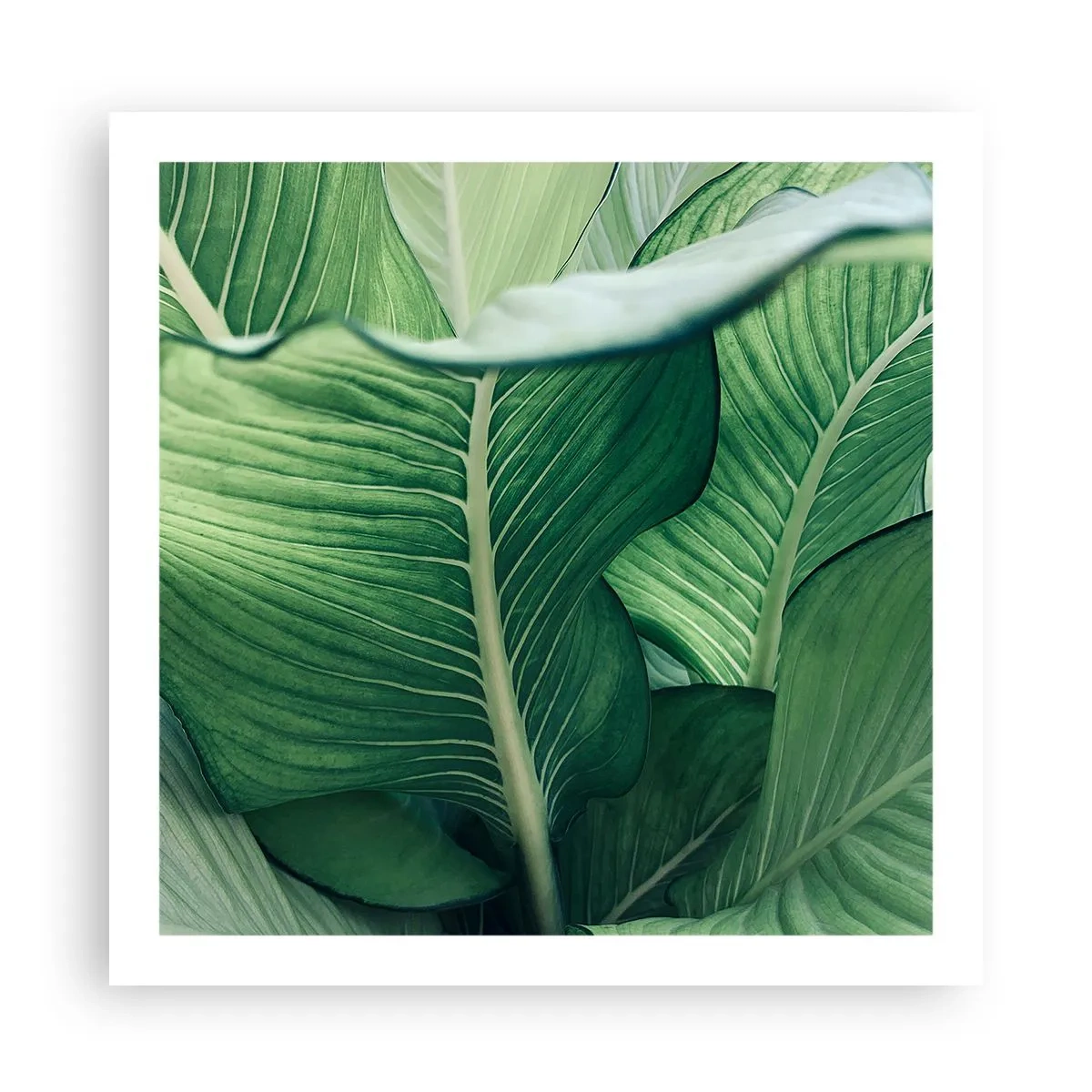 Poster - Una vita intensamente verde - 60x60 cm