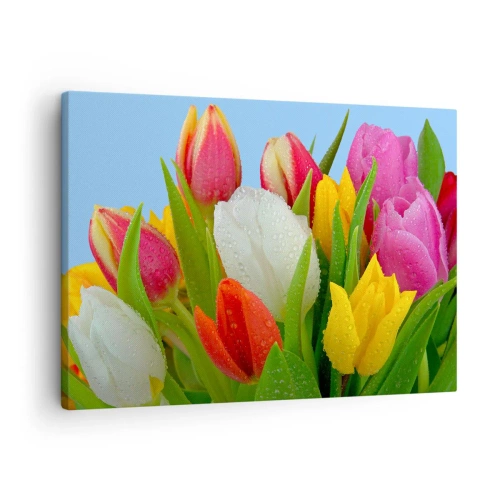 Quadro su tela - Stampe su Tela - Tulipani colorati ricoperti di gocce di rugiada su uno sfondo blu - 70x50cm - Fiori multicolori nella rugiada - Decorazione murale moderna per soggiorno e camera da letto ARTTOR