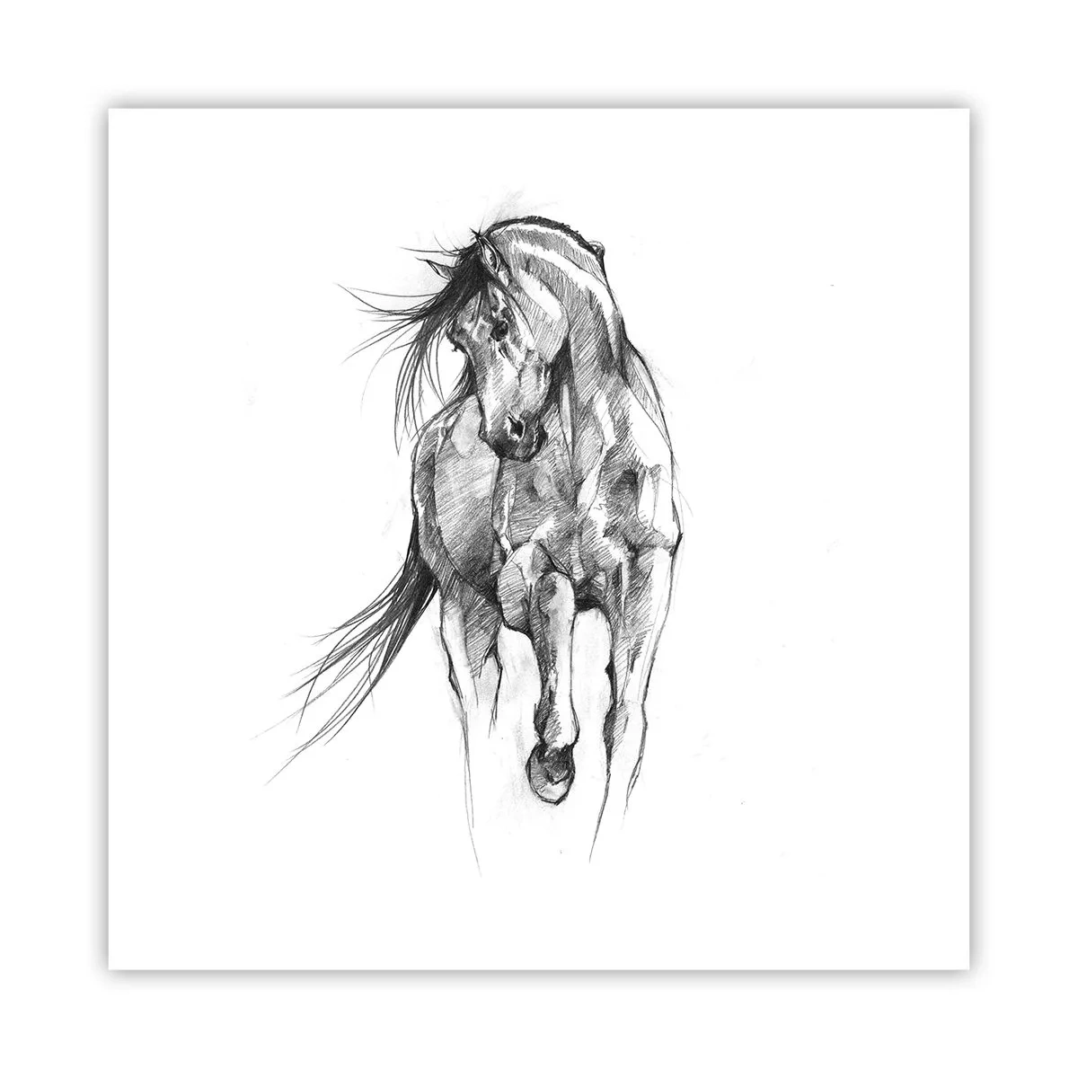 Poster - Trotto aggraziato - 60x60 cm