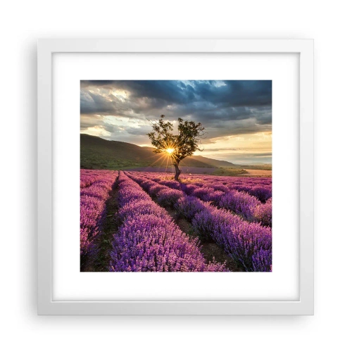 Poster in cornice bianca - Aroma di colore lilla - 30x30 cm