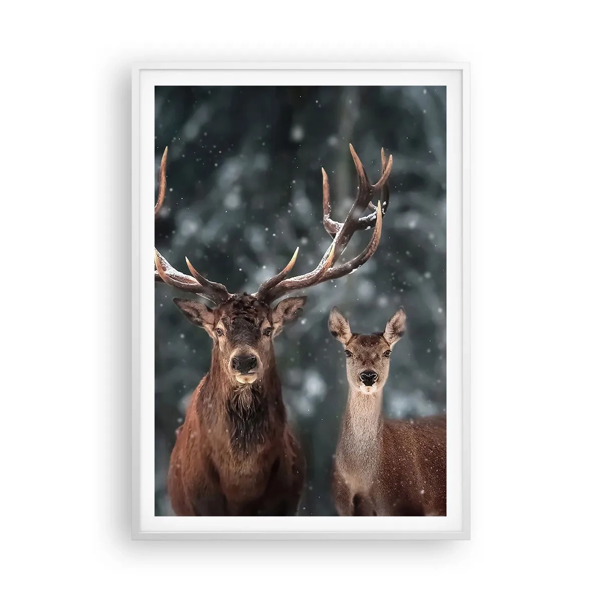 Poster in cornice bianca - Il re della foresta con la consorte - 70x100 cm