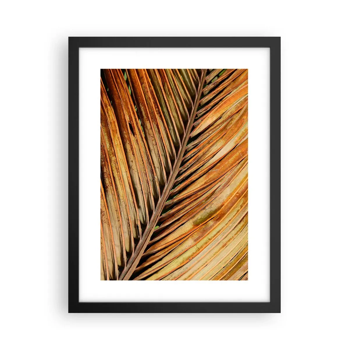 Poster in cornice nera - Oro di cocco - 30x40 cm