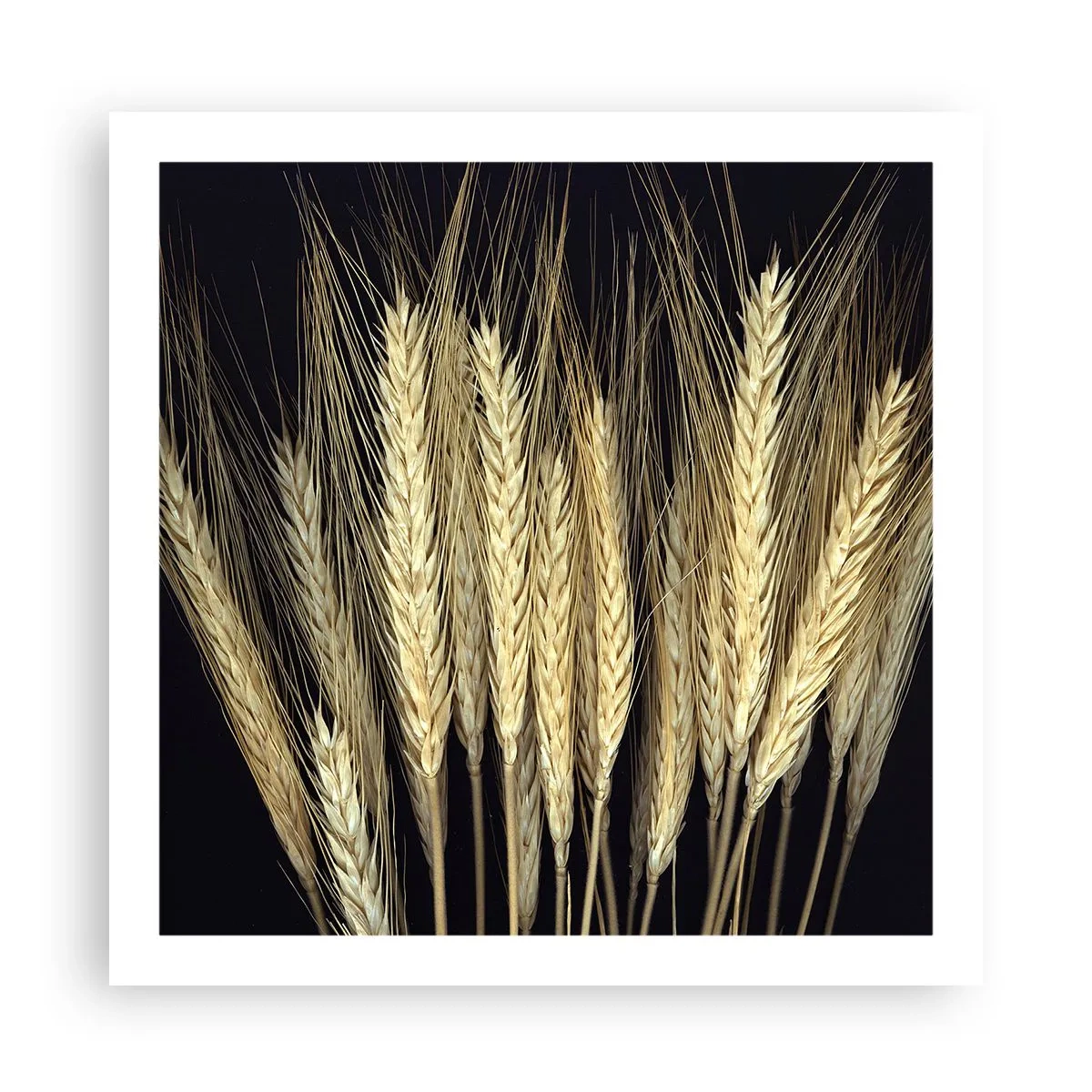 Poster - Magia rustica - 60x60 cm