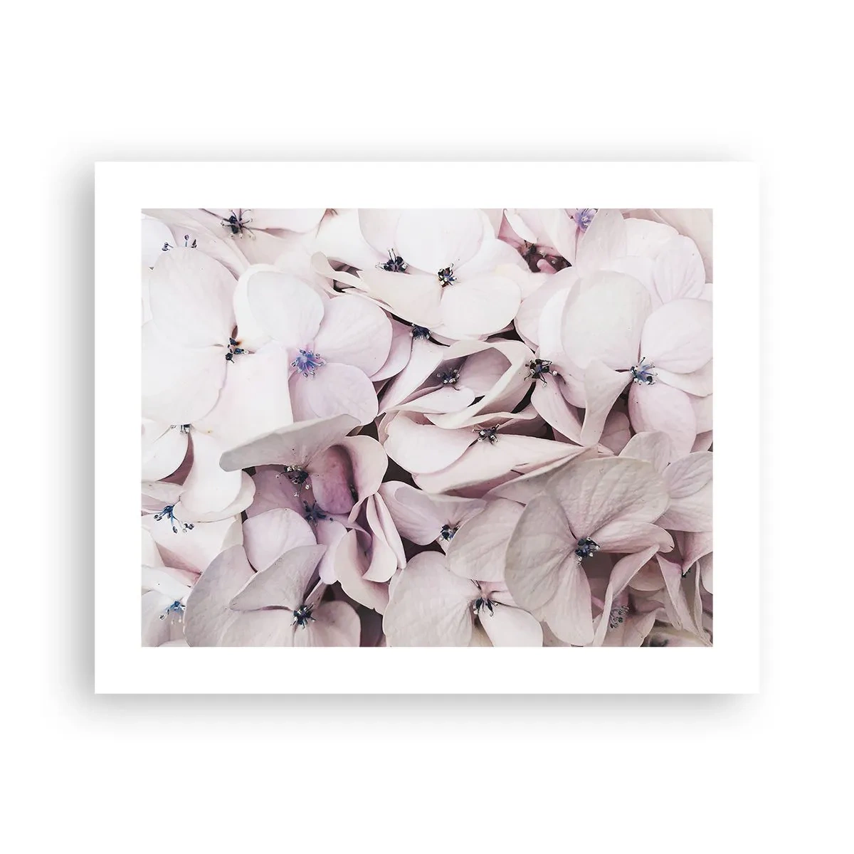 Poster - Un'alluvione di fiori - 50x40 cm