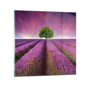Quadro su vetro - Sui campi di lavanda - 30x30 cm