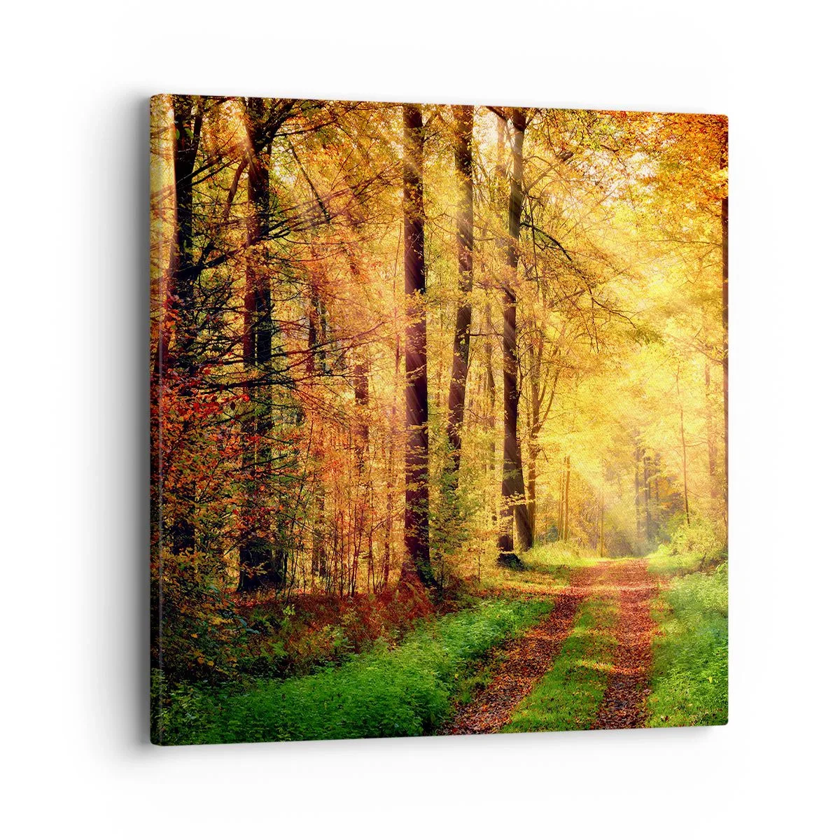 Quadro su tela - Stampe su Tela - Il silenzio d'oro del bosco - 40x40 cm