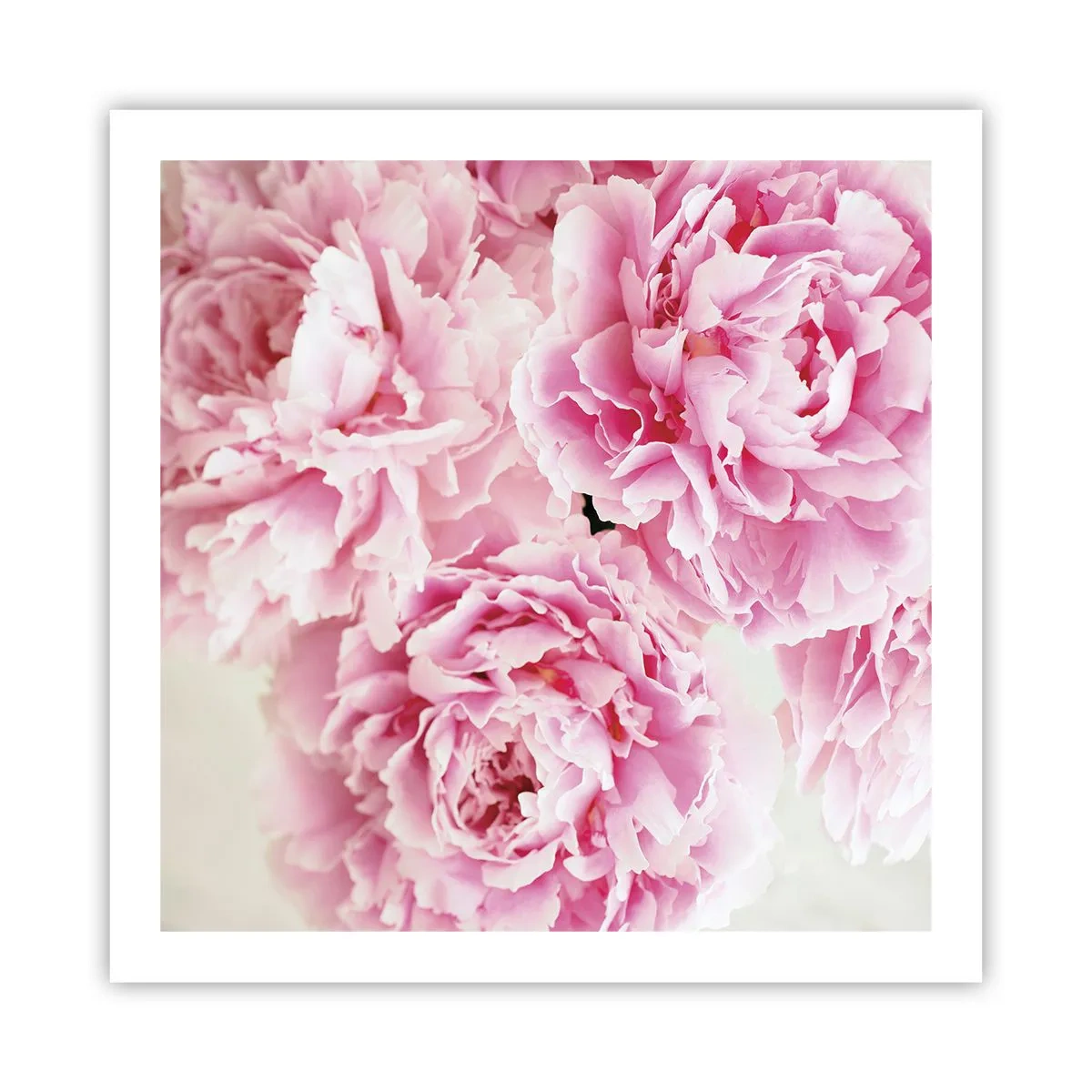 Poster - Nel fasto rosa - 60x60 cm