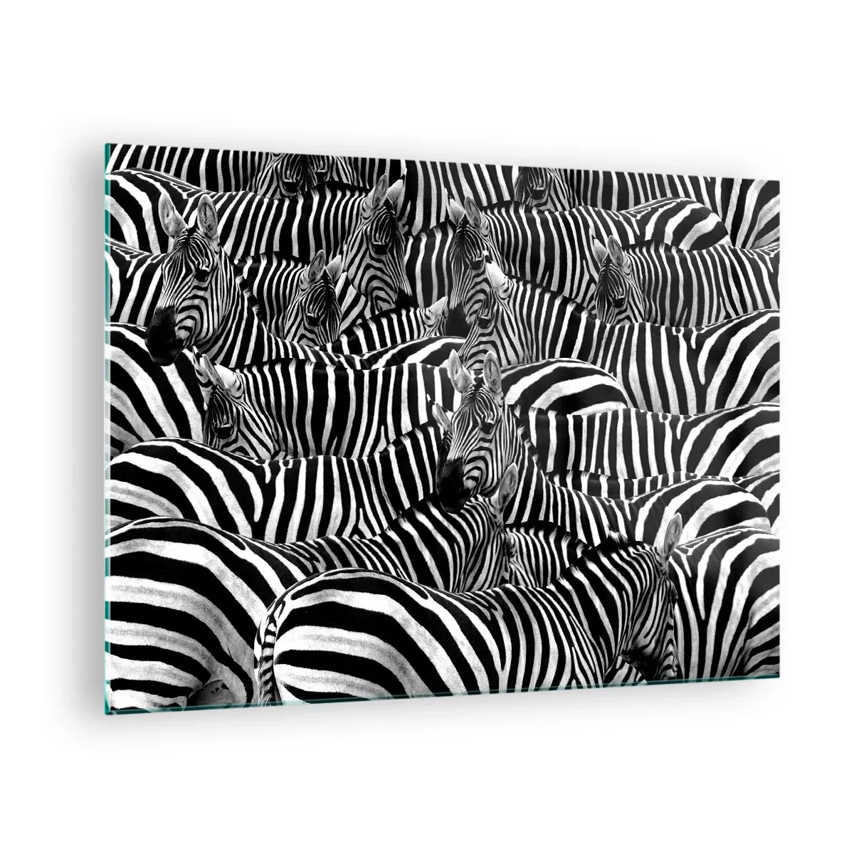 Quadro su vetro - Una mandria di zebre in bianco e nero - 70x50cm - Ritratto collettivo a strisce - Decorazione murale moderna per soggiorno e camera da letto ARTTOR