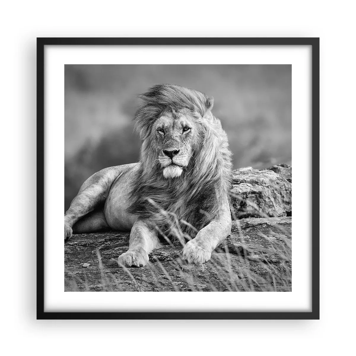 Poster in cornice nera - La siesta del re - 50x50 cm