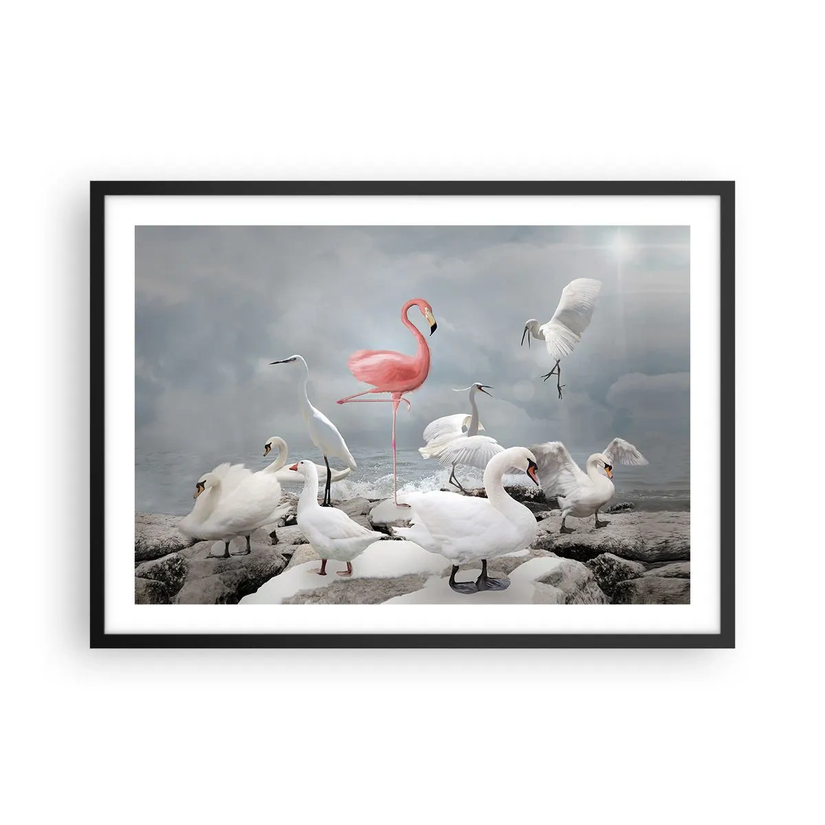 Poster in cornice nera - Un fenicottero rosa tra cigni bianchi sullo sfondo di un lago - 70x50cm - Come sono arrivato qui? - Decorazione murale moderna per soggiorno e camera da letto ARTTOR