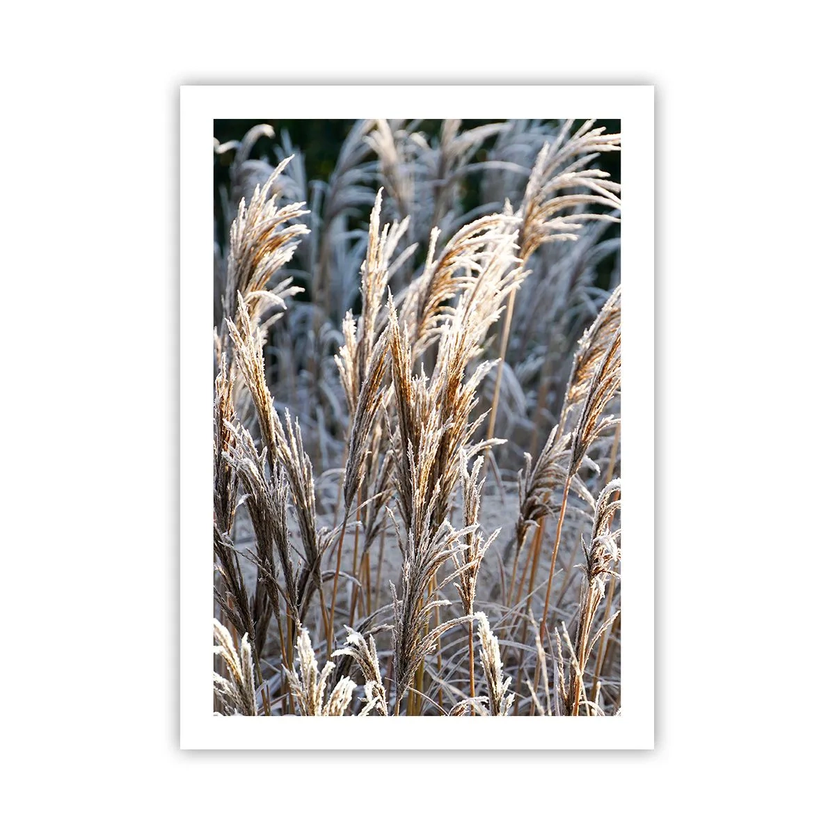 Poster - Erbe secche ricoperte di brina in un paesaggio invernale - 50x70cm - Vestite di brina - Decorazione murale moderna per soggiorno e camera da letto ARTTOR