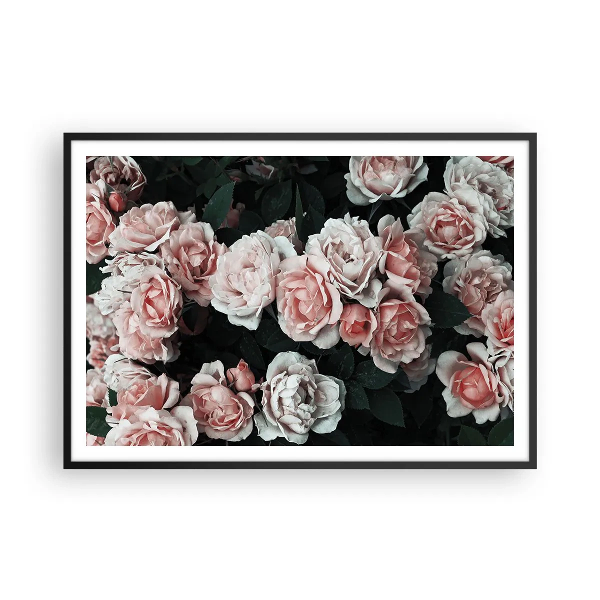 Poster in cornice nera - Rose rosa su sfondo scuro in una composizione delicata - 100x70cm - Composizione di rose - Decorazione murale moderna per soggiorno e camera da letto ARTTOR