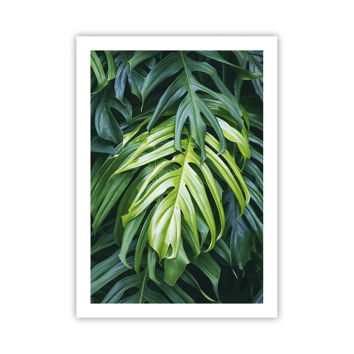 Poster - Primo piano delle foglie verdi di monstera - 50x70cm - Immergersi nella freschezza - Decorazione murale moderna per soggiorno e camera da letto ARTTOR