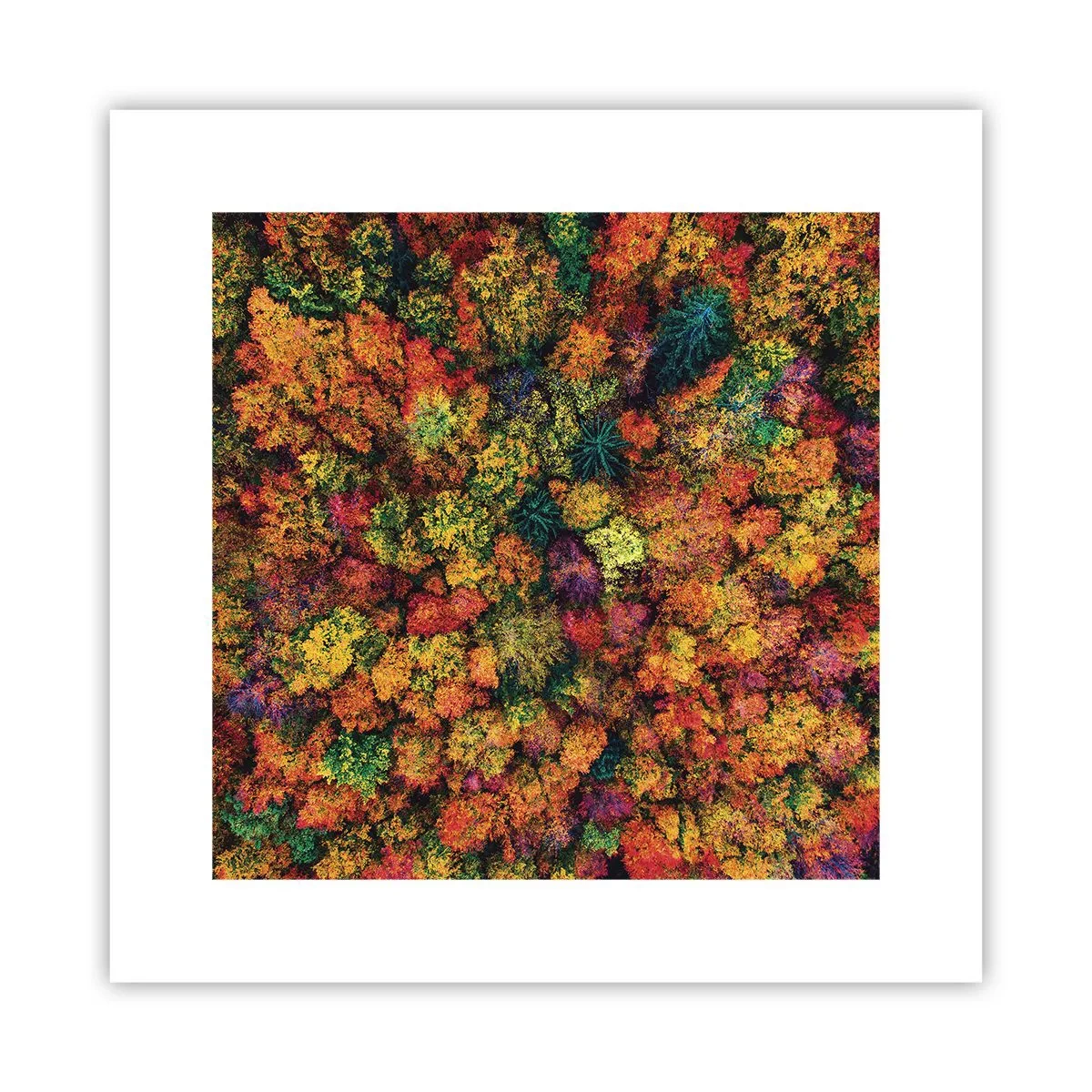 Poster - Il bouquet degli alberi d'autunno - 30x30 cm