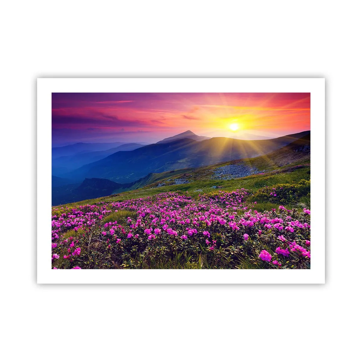 Poster - Odore di mugo e profumo di erbe - 70x50 cm