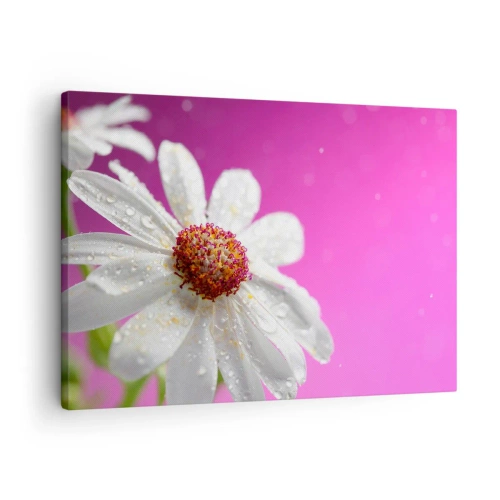 Quadro su tela - Stampe su Tela - Una margherita bianca ricoperta di gocce d'acqua su uno sfondo rosa - 70x50cm - Modesto nella sua bellezza - Decorazione murale moderna per soggiorno e camera da letto ARTTOR