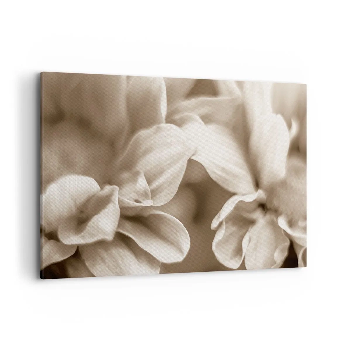 Quadro su tela - Stampe su Tela - Primo piano di fiori in una delicata tonalità seppia con contorni morbidi - 120x80cm - Mite come un sorriso - Decorazione murale moderna per soggiorno e camera da letto ARTTOR