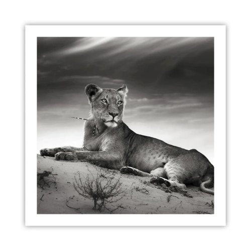 Poster - Il riposo della regina del deserto - 60x60 cm