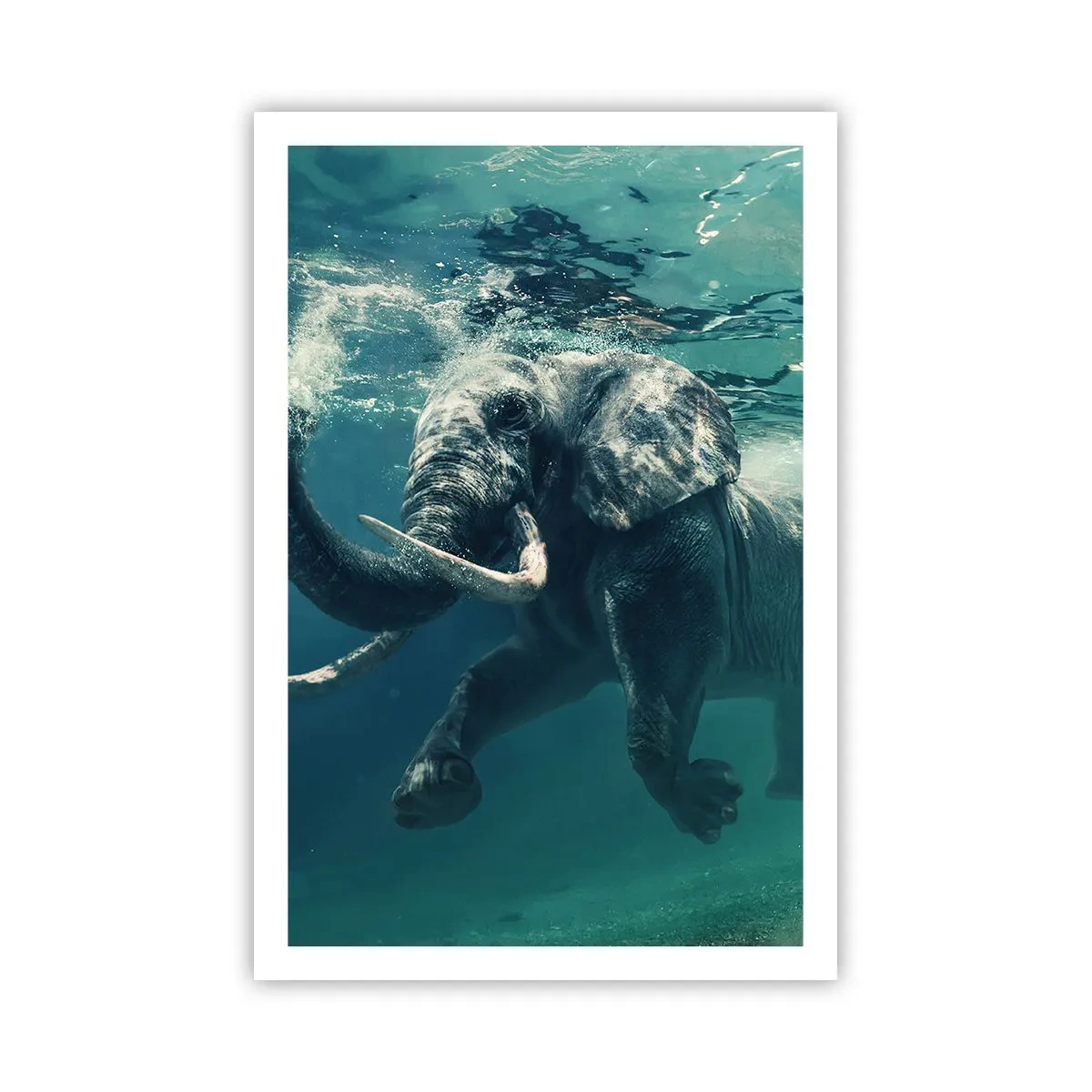 Poster - Tutti amano nuotare - 61x91 cm