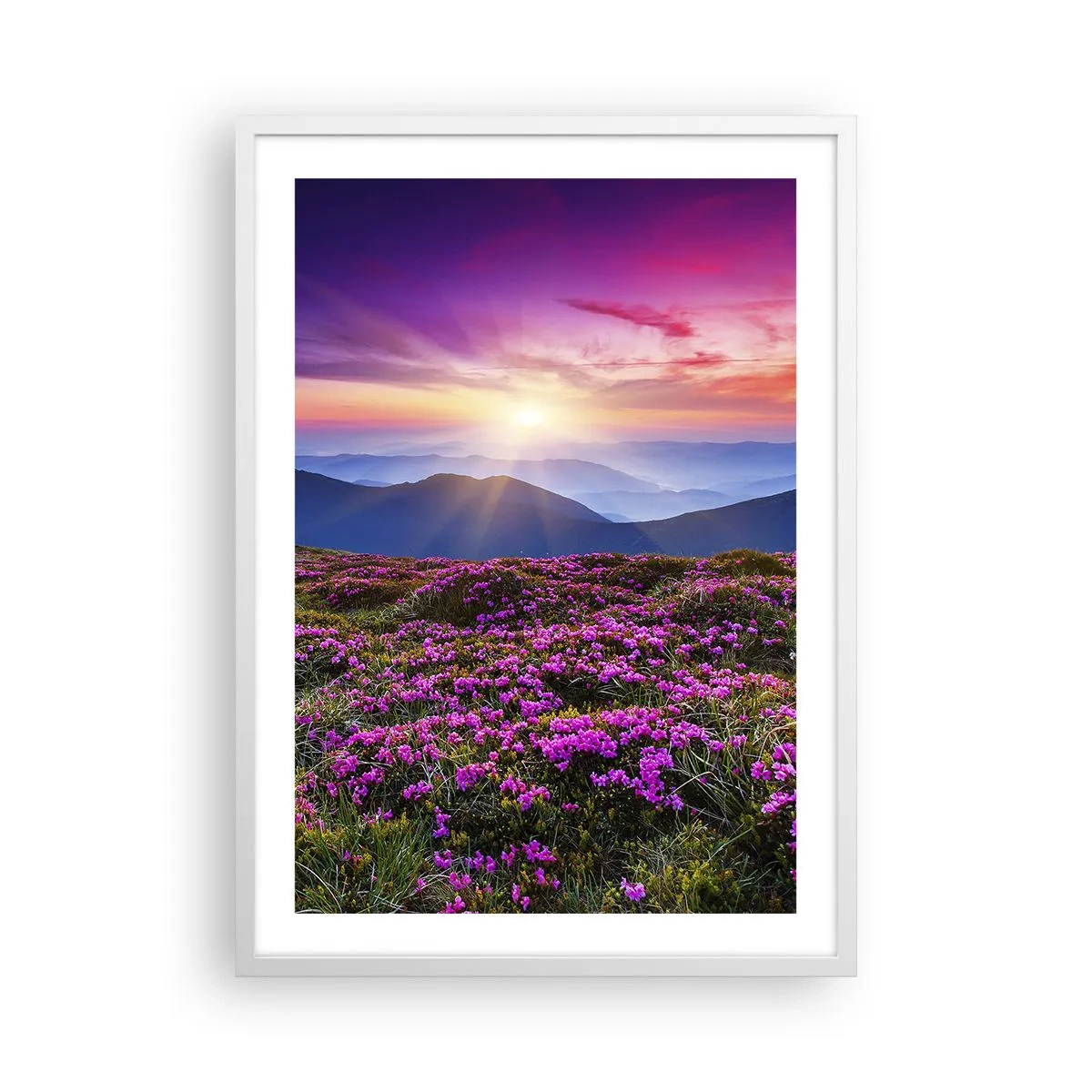 Poster in cornice bianca - Il profumo dei fiori freschi del campo - 50x70 cm